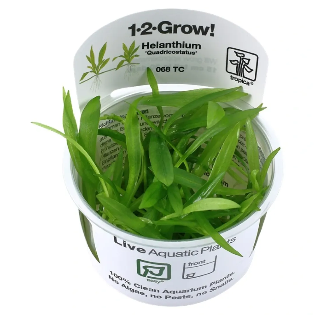 Tropica Akvarieplanter Tropica Helanthium Quadricostatus 1-2-GROW