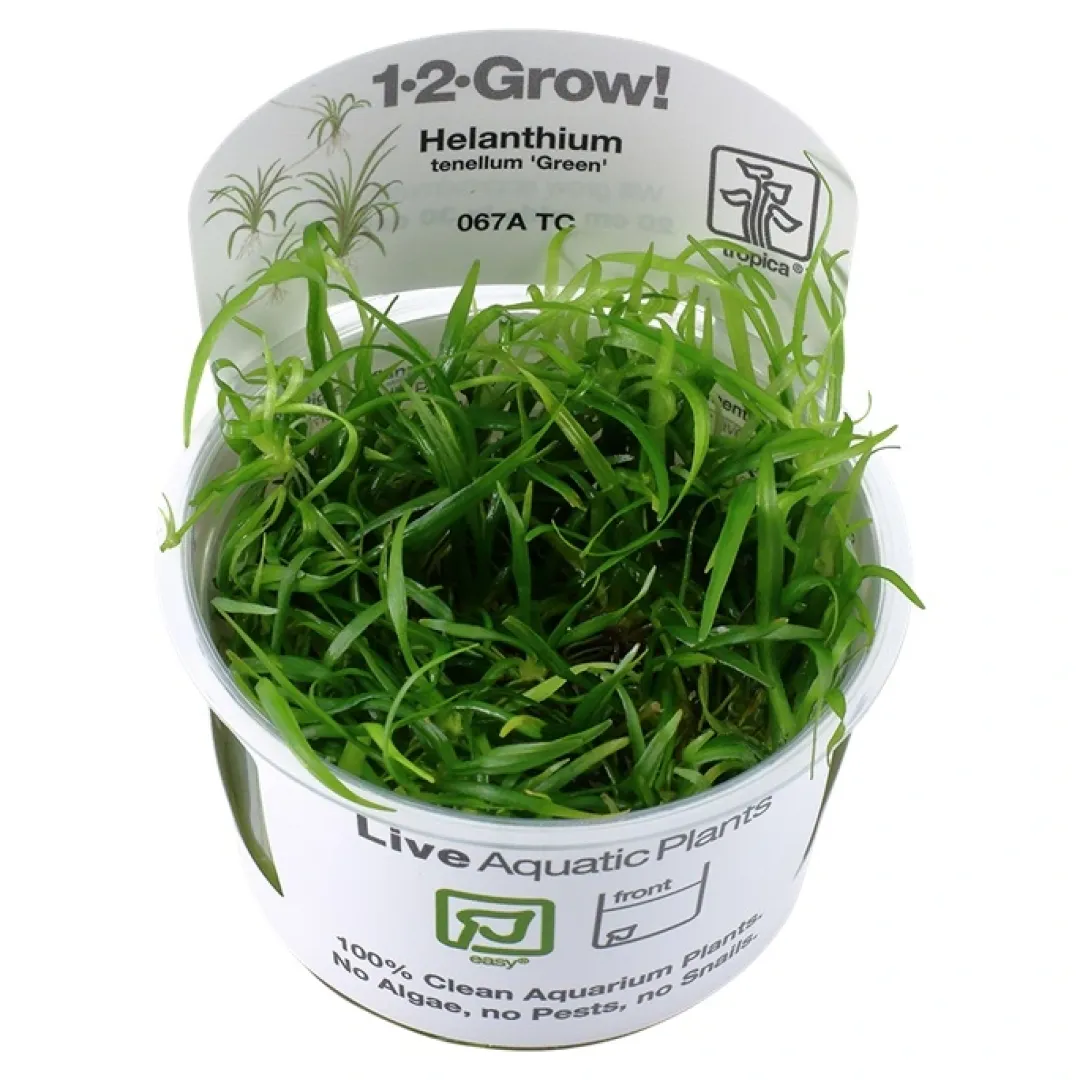 Tropica Akvarieplanter Tropica Helanthium tenellum Green 1-2-GROW