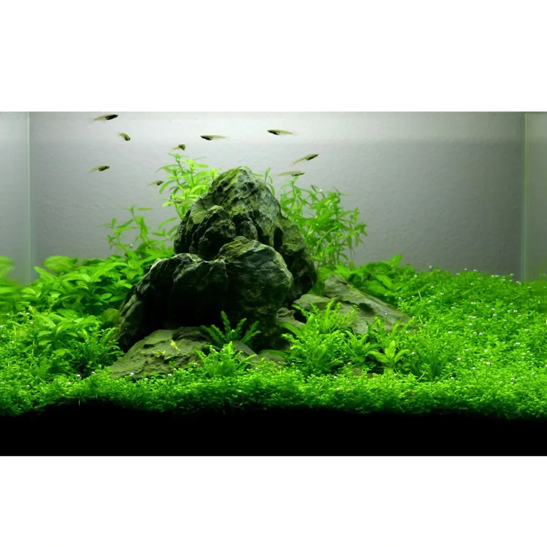 Tropica Akvarieplanter Tropica Heteranthera zosterifolia 1-2-GROW x 3