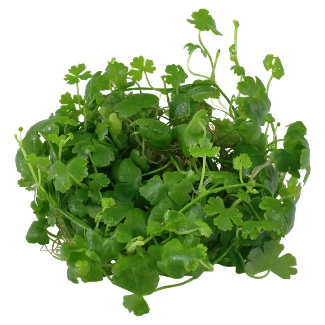 Tropica Akvarieplanter Tropica Hydrocotyle tripartita 1-2-GROW x 3