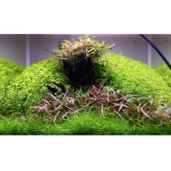 Tropica Akvarieplanter Tropica Hygrophila 'Araguaia' 1-2-GROW x 3