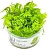 Tropica Akvarieplanter Tropica Hygrophila odora 1-2-Grow