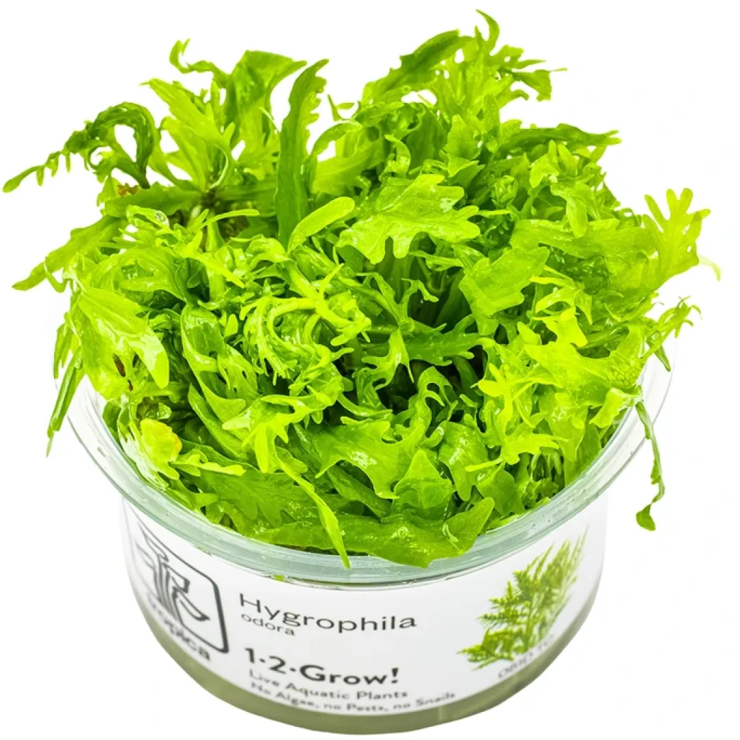 Tropica Akvarieplanter Tropica Hygrophila odora 1-2-Grow