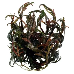 Tropica Akvarieplanter Tropica Hygrophila Pinnatifida 1-2-GROW