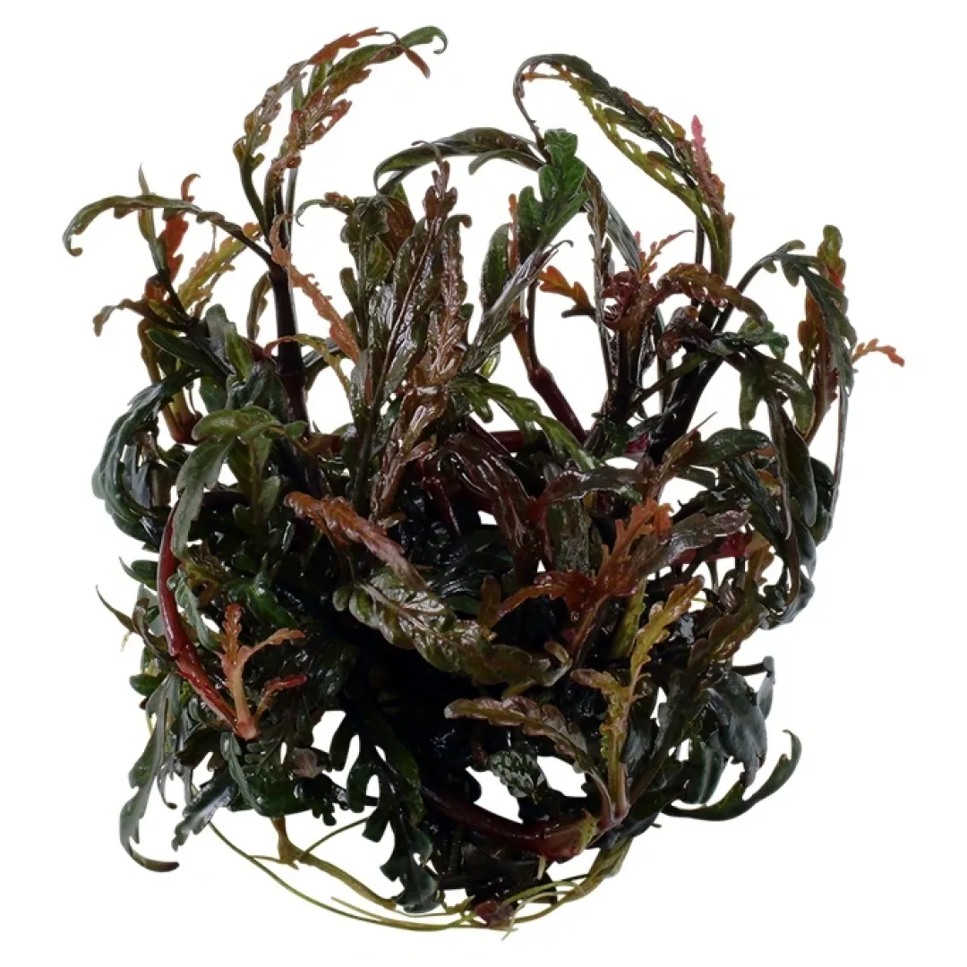 Tropica Akvarieplanter Tropica Hygrophila Pinnatifida 1-2-GROW
