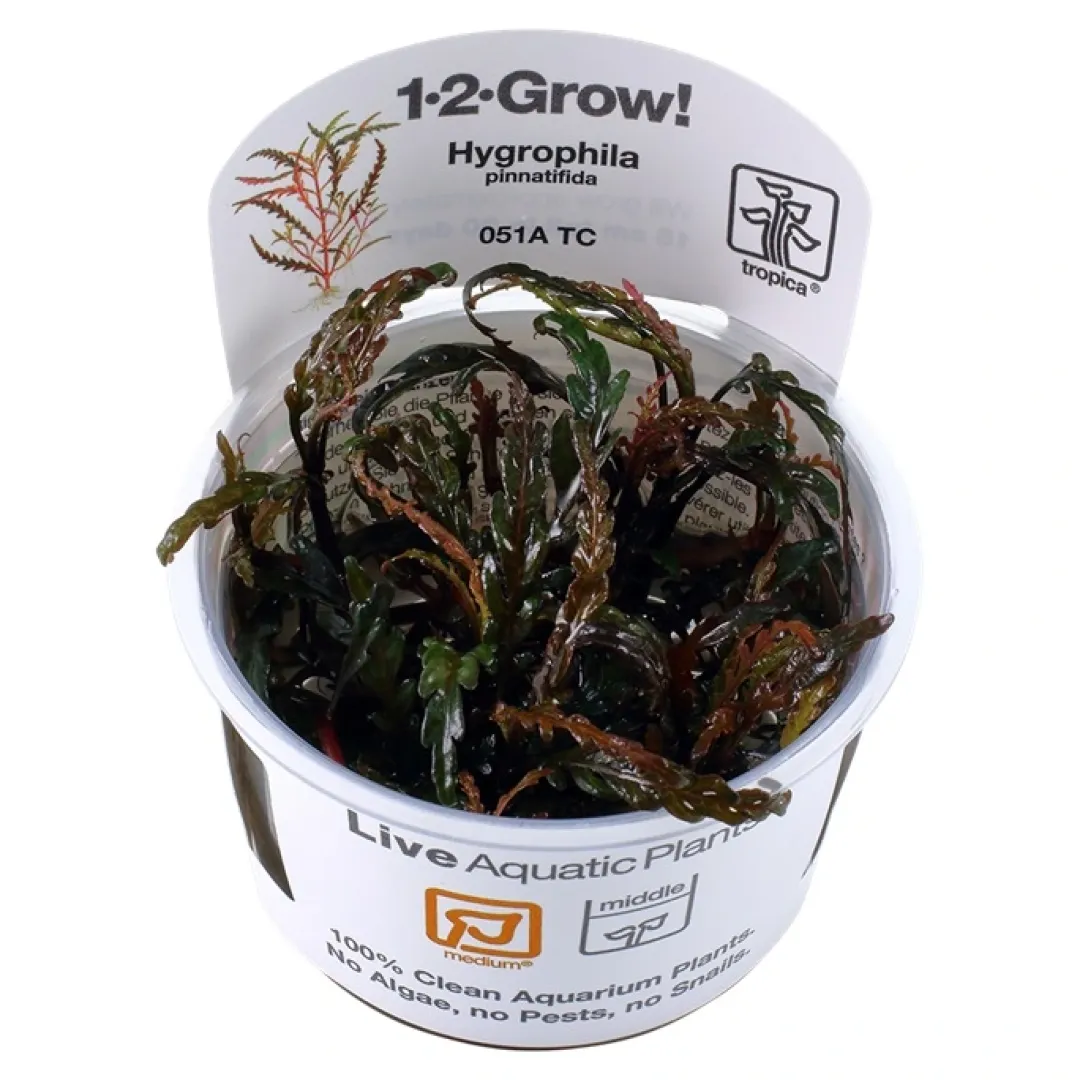 Tropica Akvarieplanter Tropica Hygrophila Pinnatifida 1-2-GROW