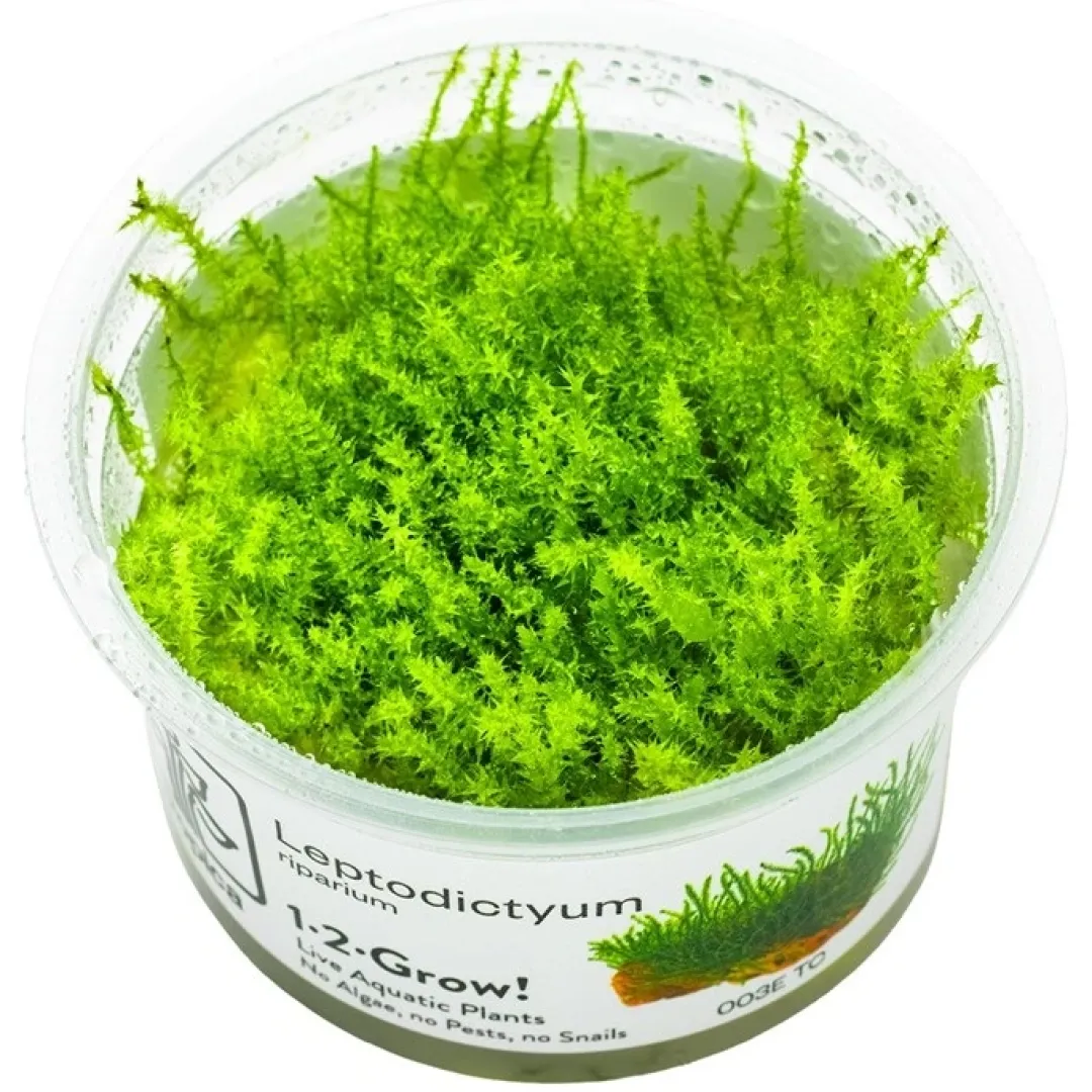 Tropica Akvarieplanter Tropica Leptodictyum riparium 1-2-Grow