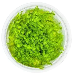 Tropica Akvarieplanter Tropica Leptodictyum riparium 1-2-Grow