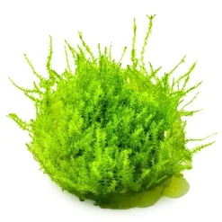 Tropica Akvarieplanter Tropica Leptodictyum riparium 1-2-Grow