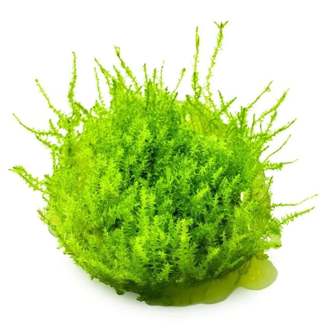 Tropica Akvarieplanter Tropica Leptodictyum riparium 1-2-Grow