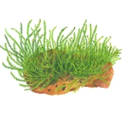 Tropica Akvarieplanter Tropica Leptodictyum riparium 1-2-Grow