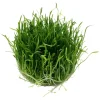 Tropica Akvarieplanter Tropica Lilaeopsis brasiliensis 1-2-GROW
