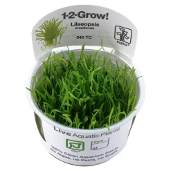 Tropica Akvarieplanter Tropica Lilaeopsis brasiliensis 1-2-GROW