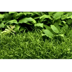 Tropica Akvarieplanter Tropica Lilaeopsis brasiliensis 1-2-GROW