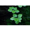 Tropica Akvarieplanter Tropica Limnobium laevigatum 1-2-GROW