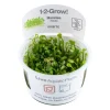 Tropica Akvarieplanter Tropica Marsilea minuta 1-2-GROW x 3