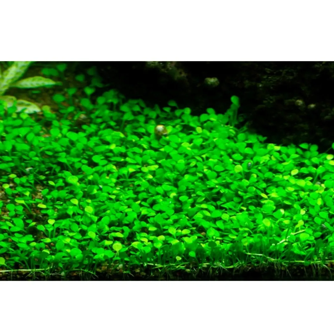 Tropica Akvarieplanter Tropica Marsilea minuta 1-2-GROW x 3