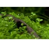 Tropica Akvarieplanter Tropica Micranthemum Monte Carlo 1-2-Grow x 3