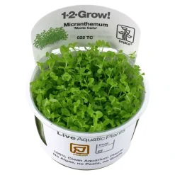 Tropica Akvarieplanter Tropica Micranthemum Monte Carlo 1-2-Grow x 3