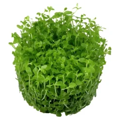 Tropica Akvarieplanter Tropica Micranthemum Monte Carlo 1-2-Grow x 3