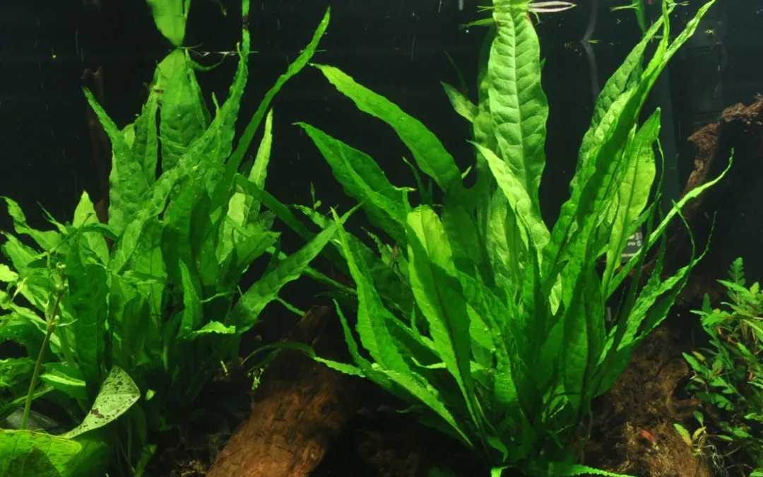 Tropica Akvarieplanter Tropica Microsorum Pteropus XS på trærod