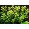 Tropica Akvarieplanter Tropica MiniPot Bacopa caroliniana