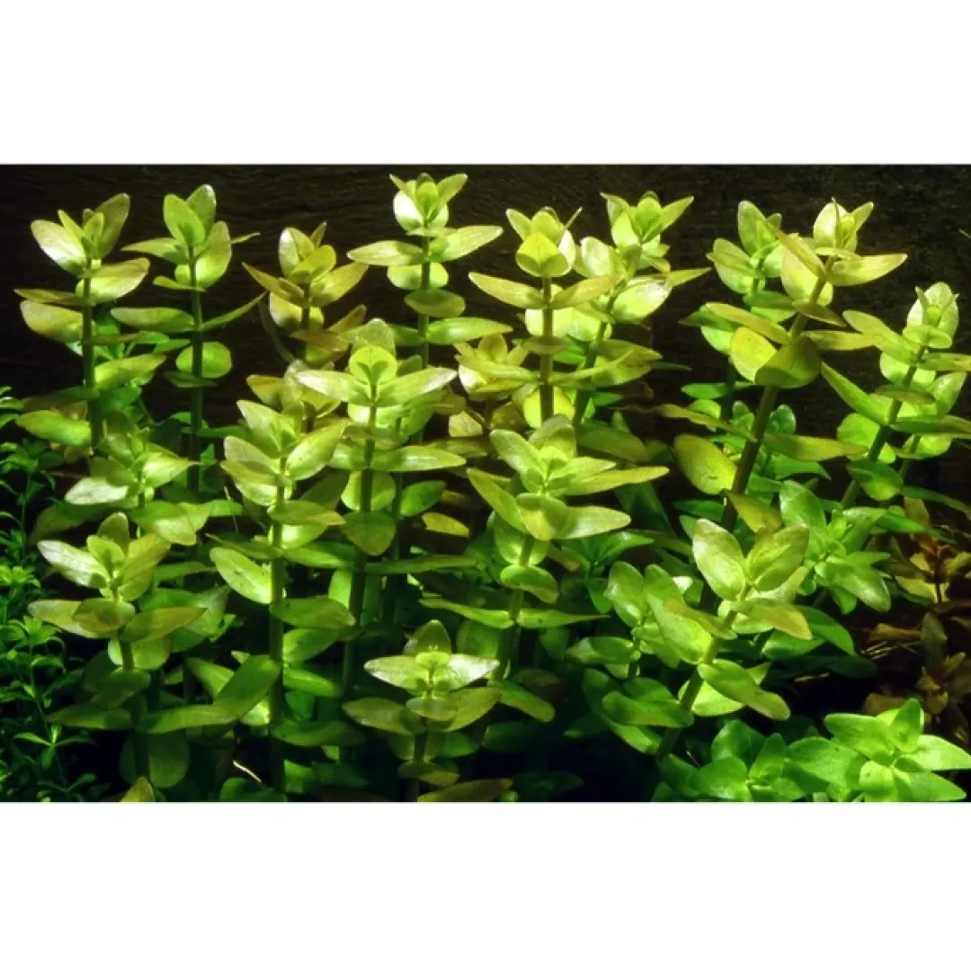 Tropica Akvarieplanter Tropica MiniPot Bacopa caroliniana