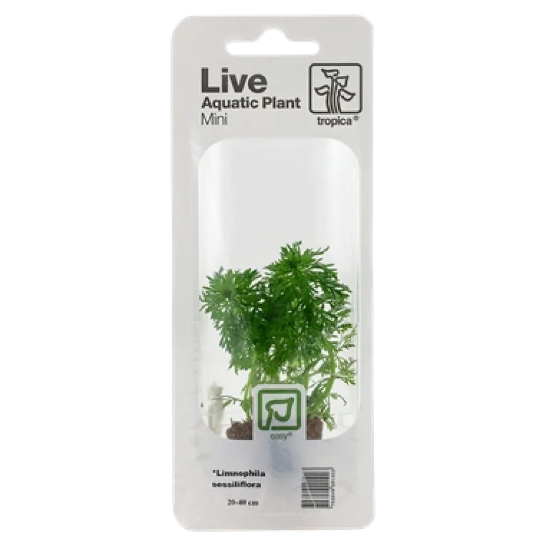 Tropica Akvarieplanter Tropica MiniPot Limnophila sessiliflora