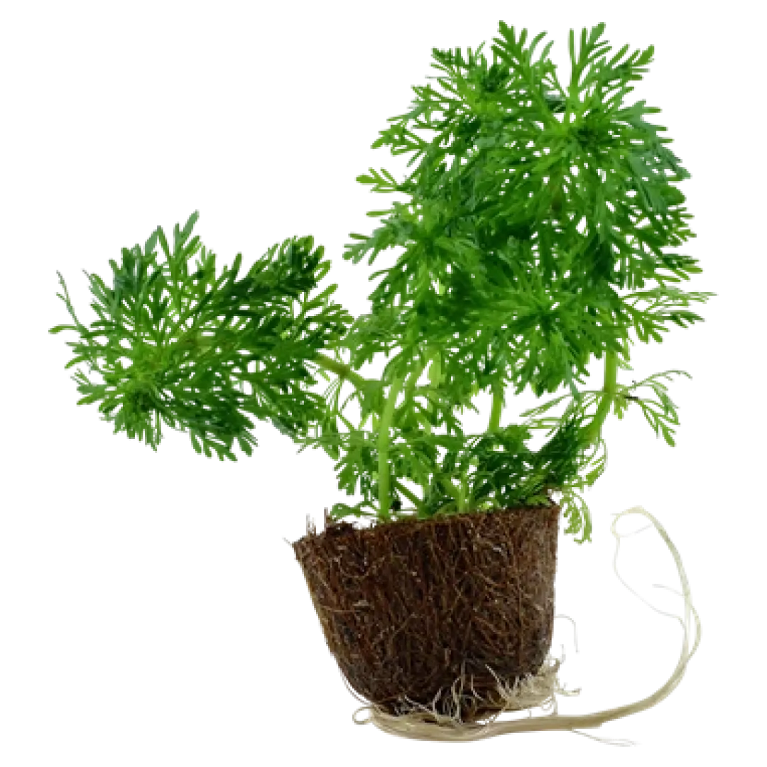 Tropica Akvarieplanter Tropica MiniPot Limnophila sessiliflora
