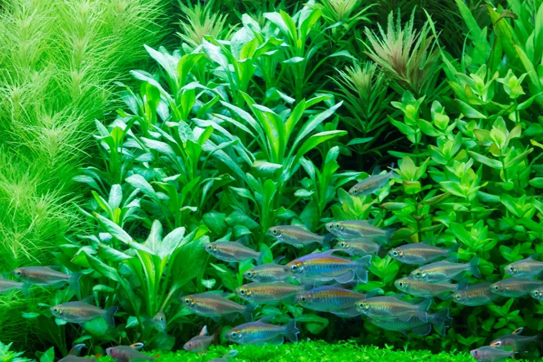 Tropica Akvarieplanter Tropica Minipot Lobelia cardinalis