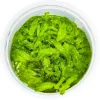 Tropica Akvarieplanter Tropica Monosolenium tenerum 1-2-GROW