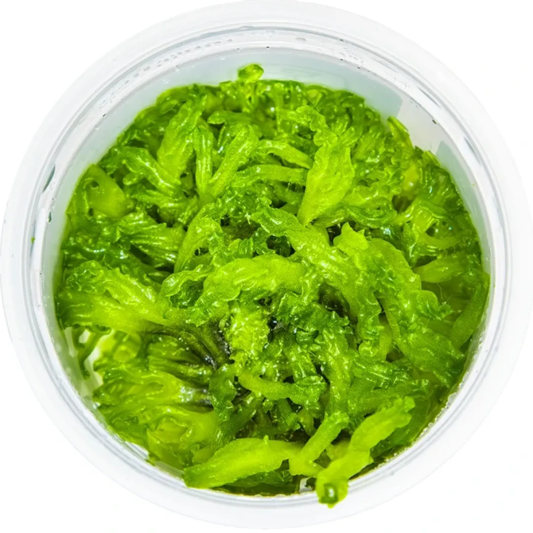 Tropica Akvarieplanter Tropica Monosolenium tenerum 1-2-GROW