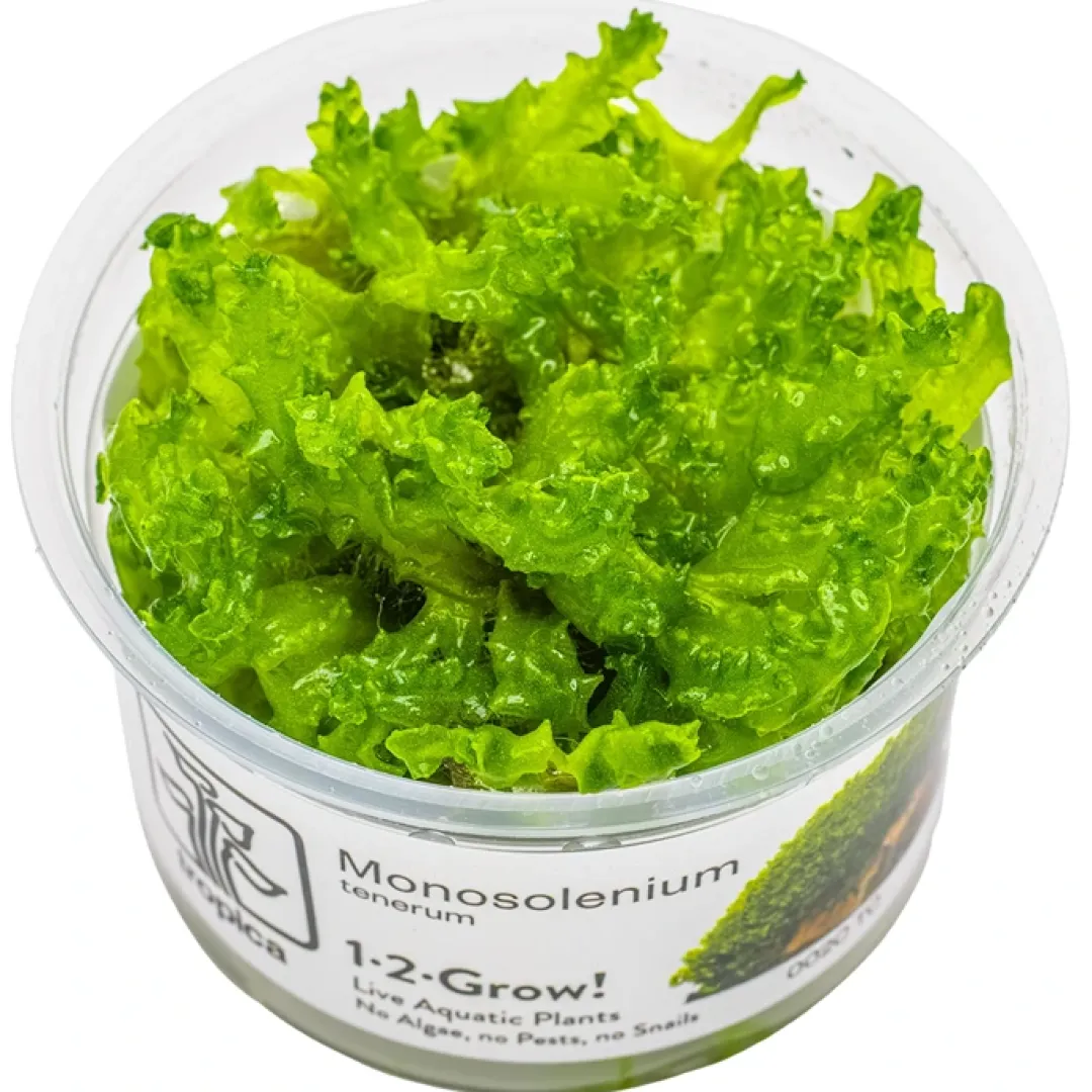 Tropica Akvarieplanter Tropica Monosolenium tenerum 1-2-GROW