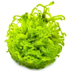 Tropica Akvarieplanter Tropica Monosolenium tenerum 1-2-GROW