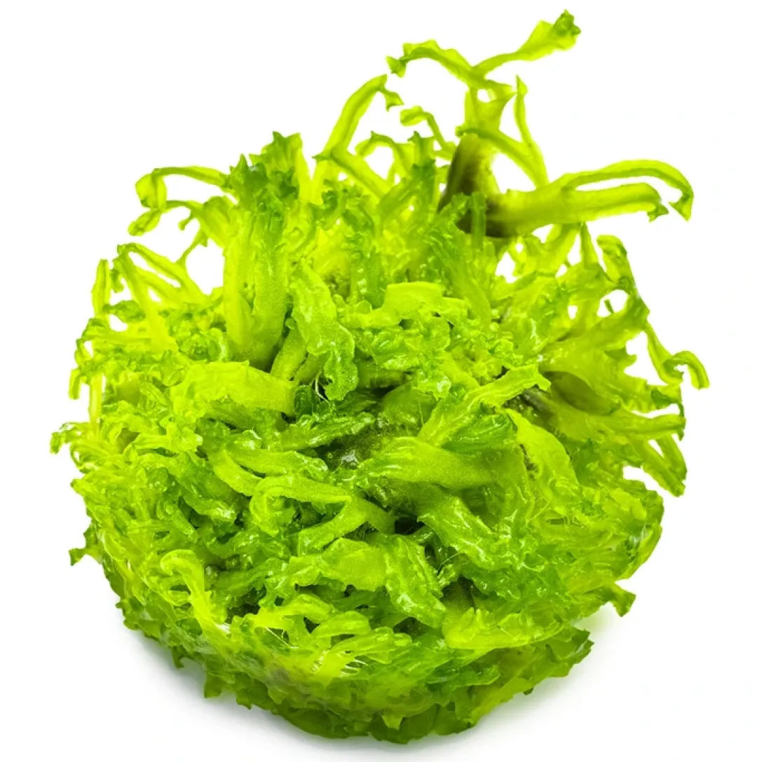 Tropica Akvarieplanter Tropica Monosolenium tenerum 1-2-GROW
