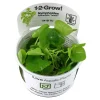 Tropica Akvarieplanter Tropica Nymphoides hydrophylla Taiwan 1-2-GROW