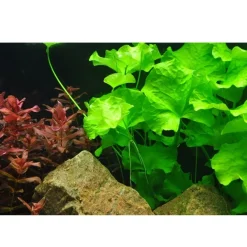 Tropica Akvarieplanter Tropica Nymphoides hydrophylla Taiwan 1-2-GROW