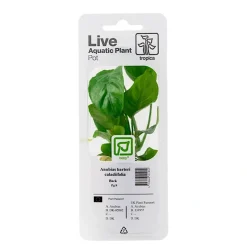 Tropica Akvarieplanter Tropica PCS Pot Anubias barteri caladiifolia x 3