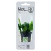 Tropica Akvarieplanter Tropica PCS Pot Anubias Barteri Nana x 3