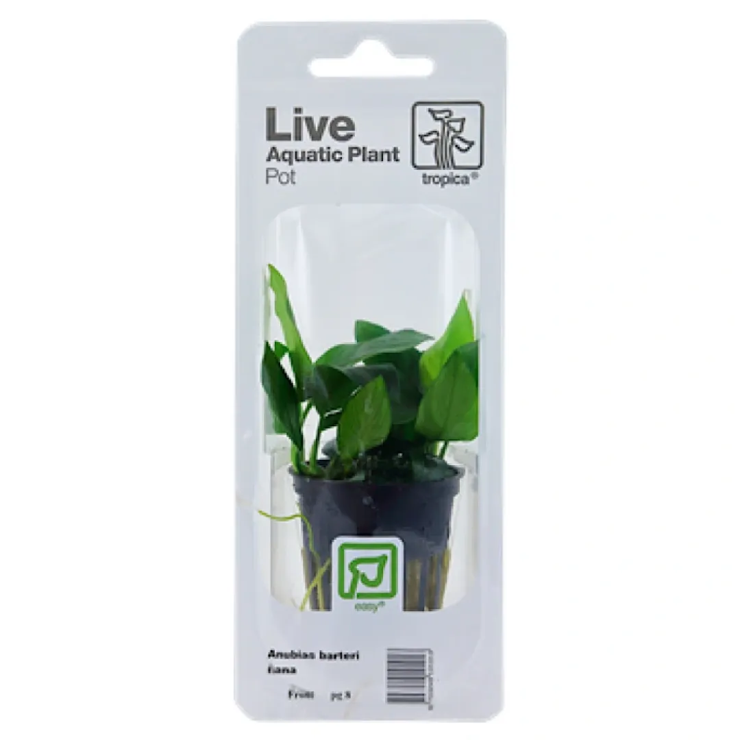 Tropica Akvarieplanter Tropica PCS Pot Anubias Barteri Nana x 3