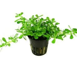 Tropica Akvarieplanter Tropica PCS Pot Bacopa Compact x 3
