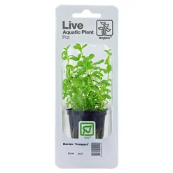 Tropica Akvarieplanter Tropica PCS Pot Bacopa Compact x 3