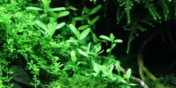Tropica Akvarieplanter Tropica PCS Pot Bacopa Compact x 3