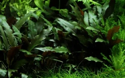 Tropica Akvarieplanter Tropica PCS Pot Cryptocoryne beckettii Petchii x 3