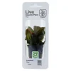 Tropica Akvarieplanter Tropica PCS Pot Echinodorus Reni x 3