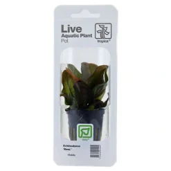 Tropica Akvarieplanter Tropica PCS Pot Echinodorus Reni x 3