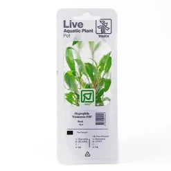 Tropica Akvarieplanter Tropica PCS Pot Hygrophila Siamensis 53B x 3
