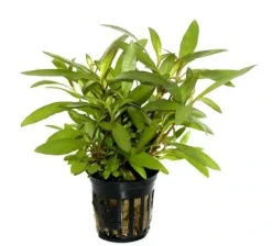 Tropica Akvarieplanter Tropica PCS Pot Hygrophila Siamensis 53B x 3