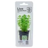Tropica Akvarieplanter Tropica PCS Pot Limnophila sessiliflora x 3