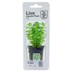 Tropica Akvarieplanter Tropica PCS Pot Limnophila sessiliflora x 3